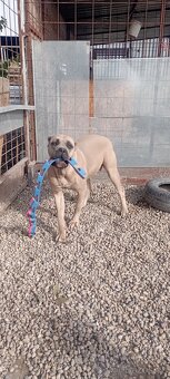 Cane Corso šteniatka - 6