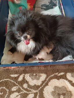 POMERANIAN s PP - 6