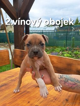 Americký stafordšírský teriér bez PP - 6