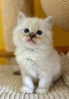 Ragdoll k rezervaci - 6