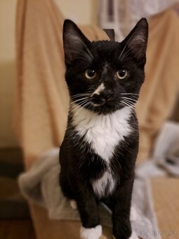 Tříměsíční kocourek - 6