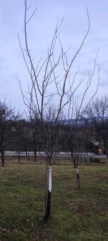 Stříhání , výsadba ovocných stromů - 6