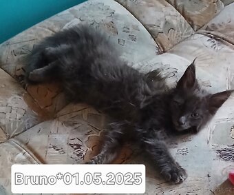 Mainska mývalí koťata s PP - 6