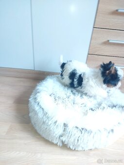 Biewer yorkshire terrier - 6
