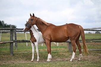 Zkušená sportovní klisna v chovu s výjimečným rodokmenem - 6