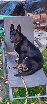 Nemecký ovčiak - 6