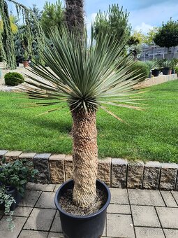 Sabal brazoriensis yucca juka - 6