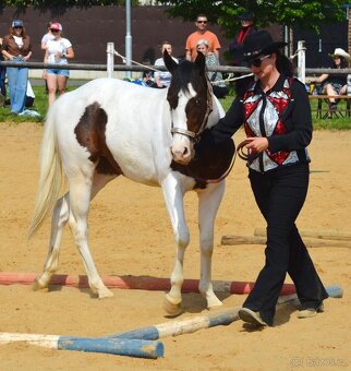 Hřebečci,Valášek American Paint Horse - 6