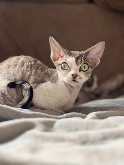 Devon rex koťátka s PP - 6