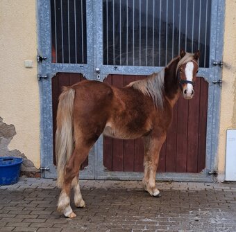Welsh pony B - 6