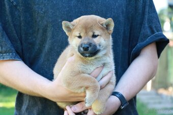 Shiba inu s PP - 6