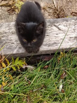 Daruji koťátka - 6