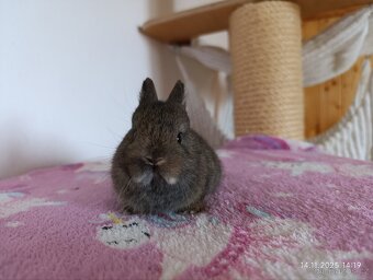 Zakrslí králíčci - mláďata - 6