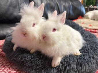 ZAKRSLÝ králíček - 🐰 Klucí ♥️ - 6