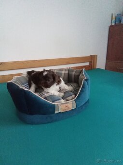 Jorkšírský teriér - 6