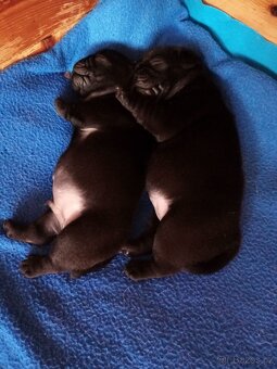 Mops - 6
