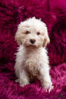 Lagotto romagnolo s PP (italský vodní pes) - 6