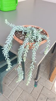 Sedum burrito a morganium - 6