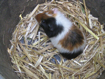 Morčata k chovu a na mazlení - 6