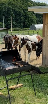 Barock pinto X Welsh Cob - 6