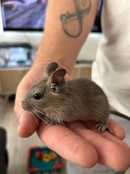 Osmak degu - 6
