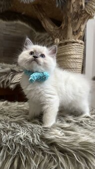 Ragdoll koťata - 6