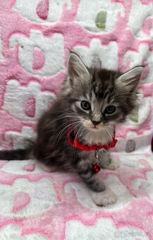 Maine coon mainská mývalí - 6