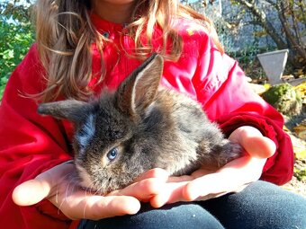 Zakrslý králík - 6