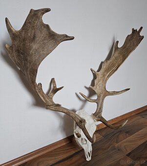 Lovecké trofeje - 6