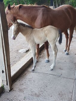 Prodám Qh valacha - 6