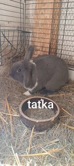 Zakrslí beránek - 6
