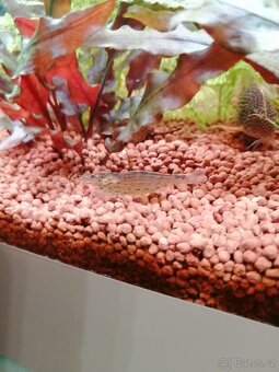 Krásné rybičky a krevetky rychlé vyzvednutí sleva - 6