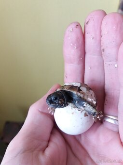 Želva zelenavá mláďata - 6