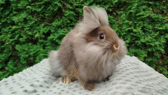 Zakrslý králík, králíček-(lvíček)-NATANIEL - 6