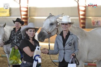 Appaloosa - 6