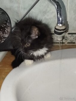 Ragdoll/AngoraX Ragdoll - 6