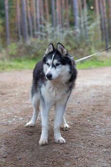 GYMY K ADOPCI - přátelský parťák - 6