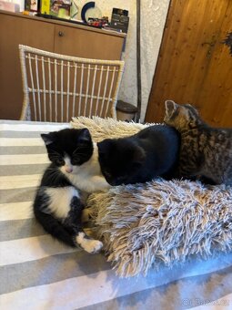 Koťátka k odberu - 6