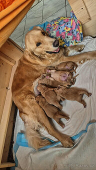 Zlaty retriver - odvěr k Vanocun - 6