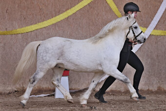 Welsh mountain pony, sekce A - 6