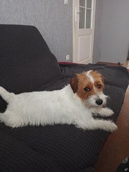 Jack Russell teriér s PP - 6