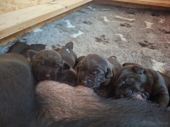 Labradorský retrívr čokoládová štěňata s PP - 6