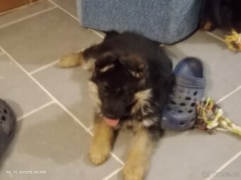 Německý ovčák štěňata - 6