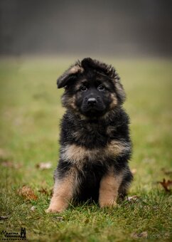 Německý ovčák štěňata - 6