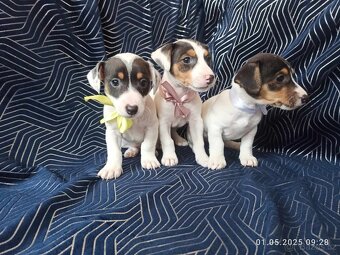 Jack russell teriér - 6