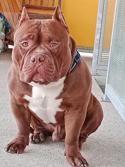 American Bully Pocket - 6