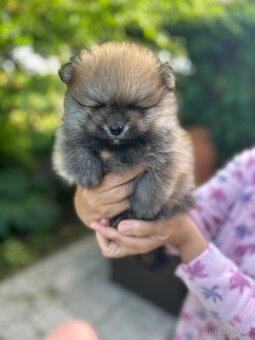 Štěňata Pomeranian - 6