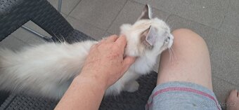 Kočička ragdoll s PP - 6