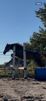 Tříletá klisna plemene slovenský sportovní pony - 6