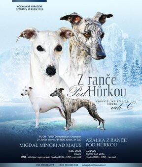 Vipet Whippet pejsek - 6